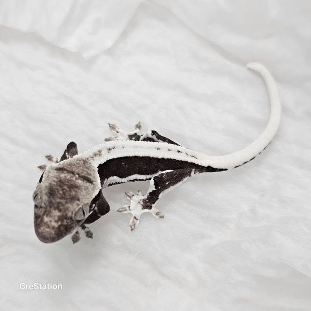 릴잔틱