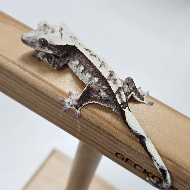 Axanthic