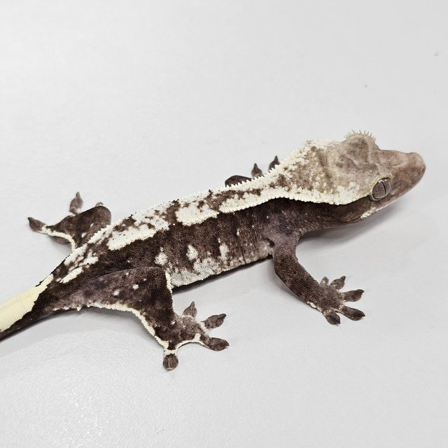 Axanthic