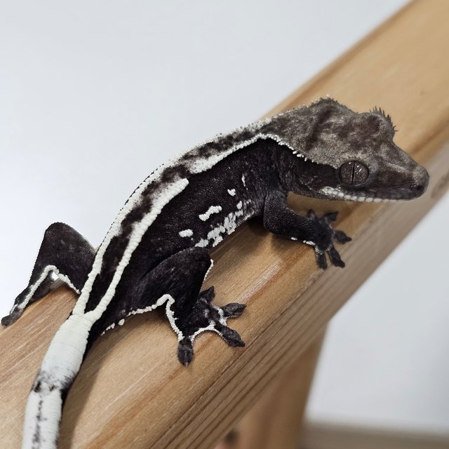 Axanthic