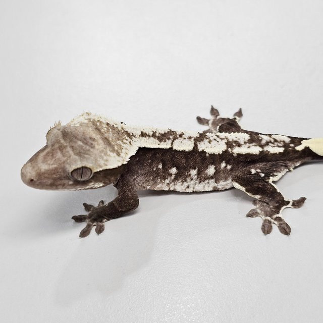 Axanthic