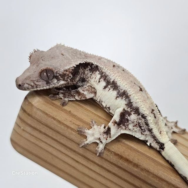 릴리 세이블 100%헷아잔틱