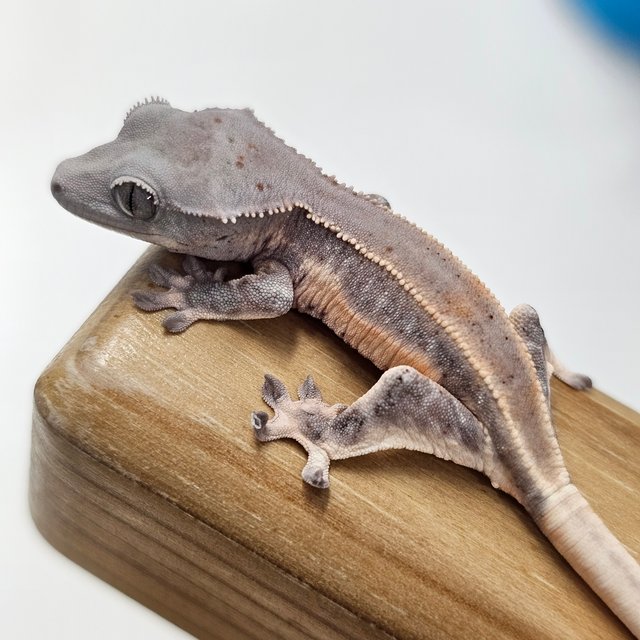 초초 릴리화이트