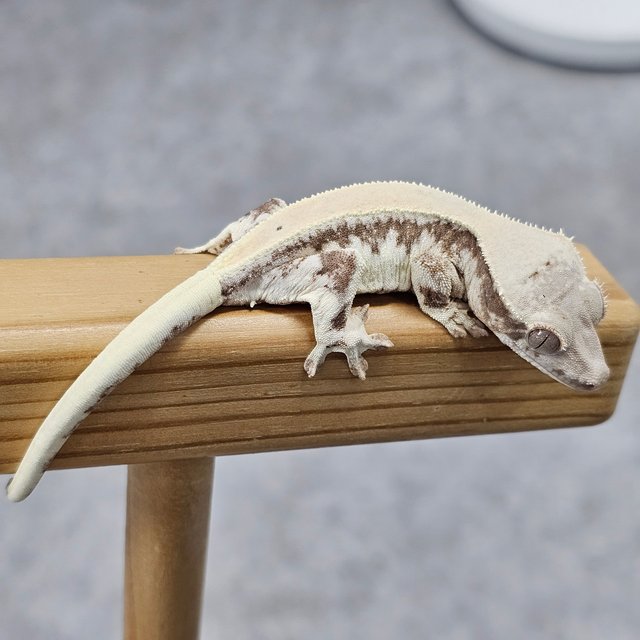 릴리 세이블 100%헷아잔틱