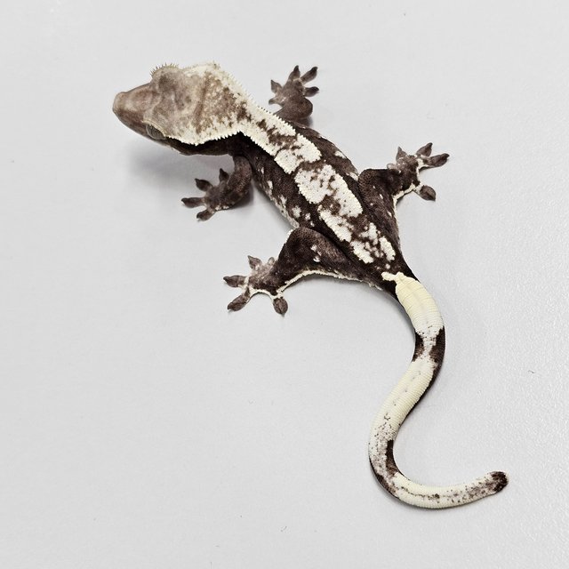 Axanthic