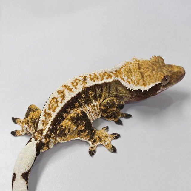 100% Het Axanthic