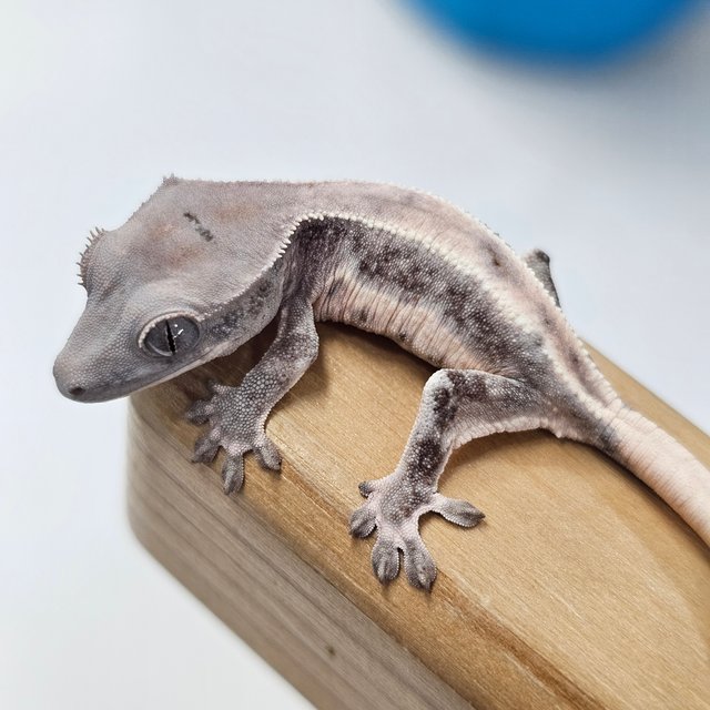 초초 릴리화이트