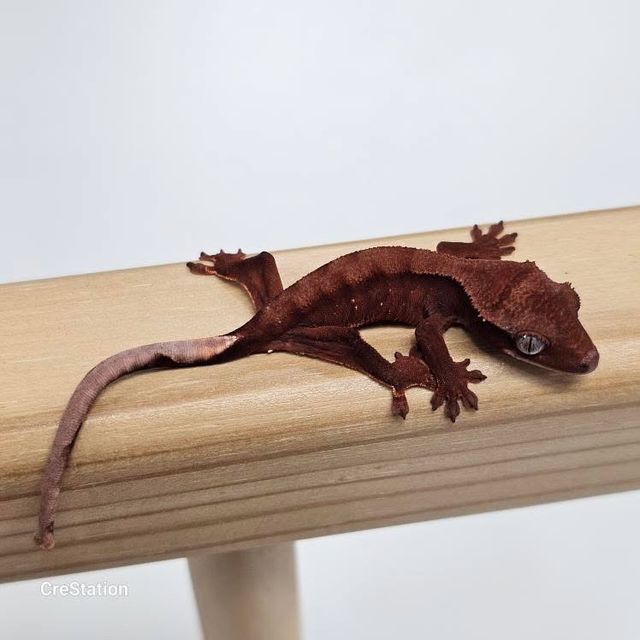 초초