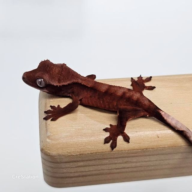 초초