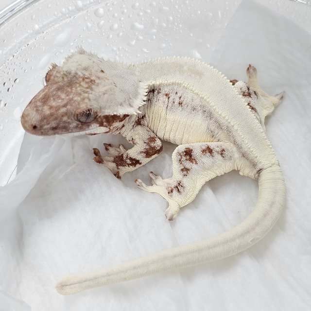 Lilly White Chocho