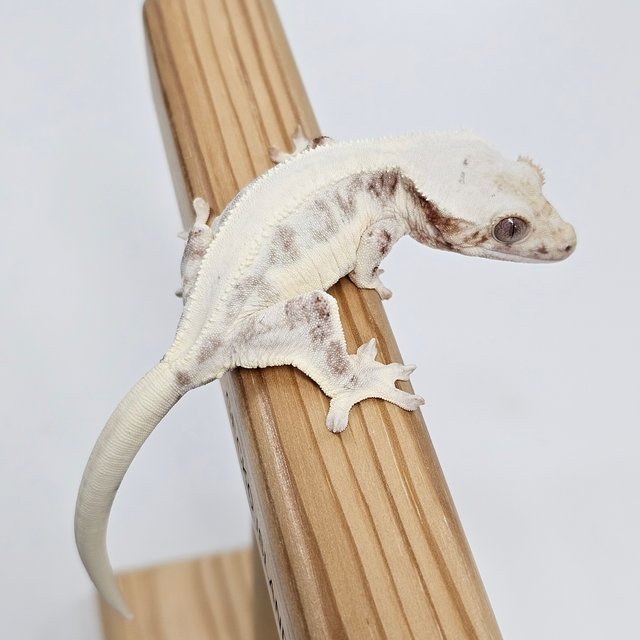 Lilly White Chocho
