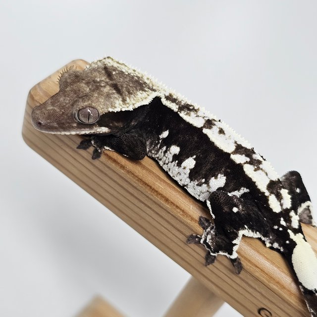 Axanthic