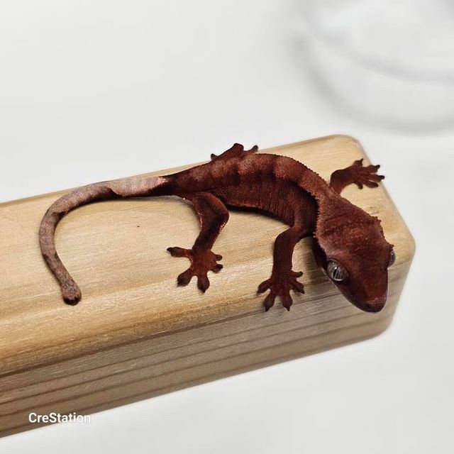초초