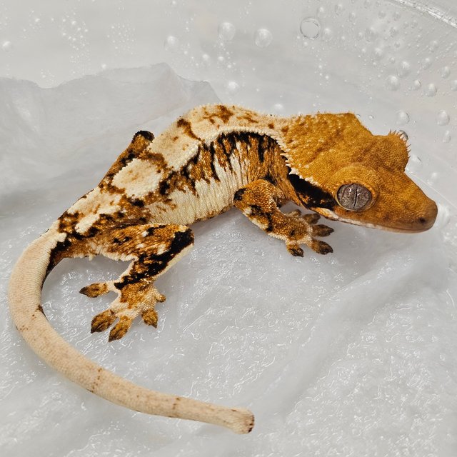 Normal Tri Tangerine