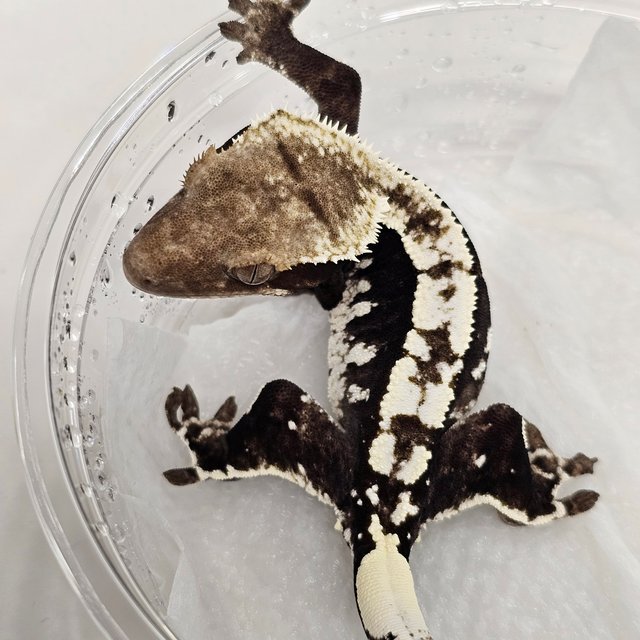 Axanthic