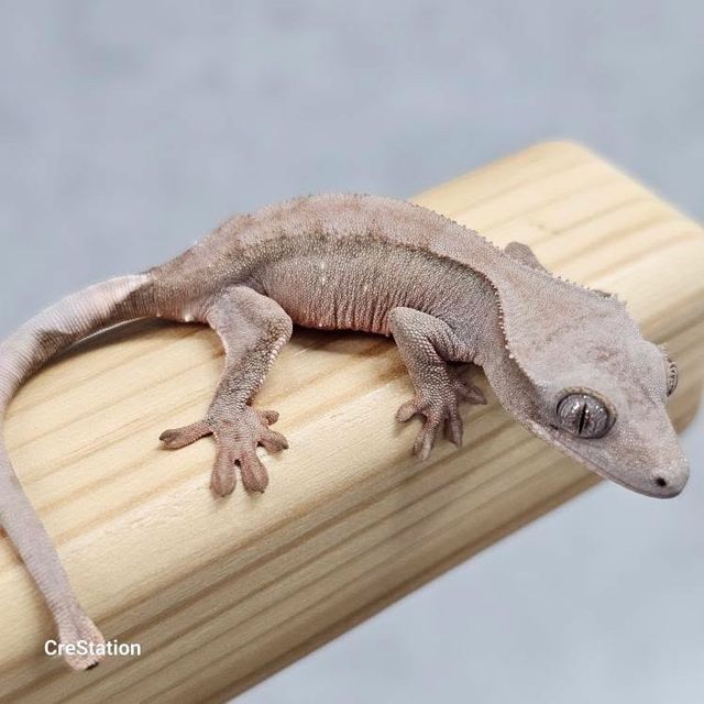 초초