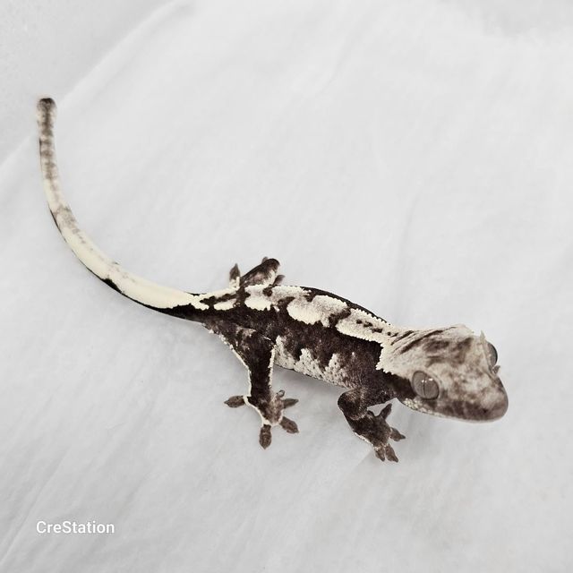 아잔틱