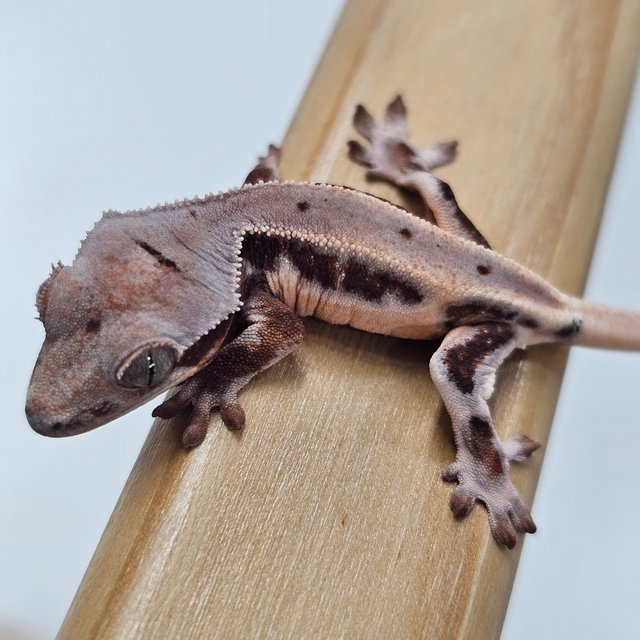 초초 릴리화이트