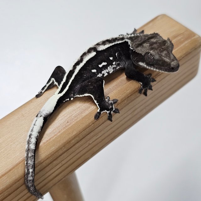 Axanthic