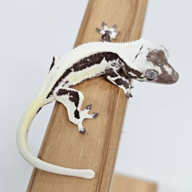 Lilly Axanthic Solid Back