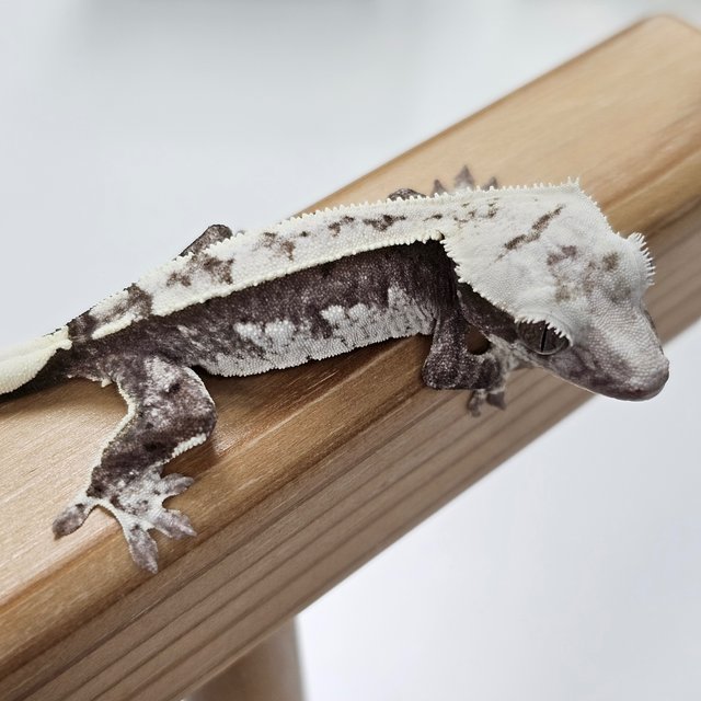 Axanthic