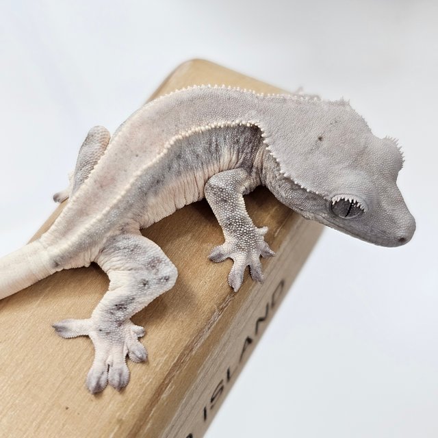 초초 릴리화이트