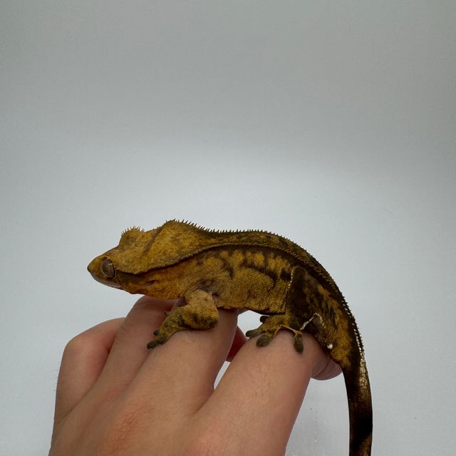 팬텀