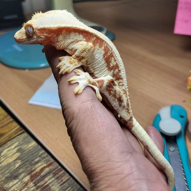 릴리화이트