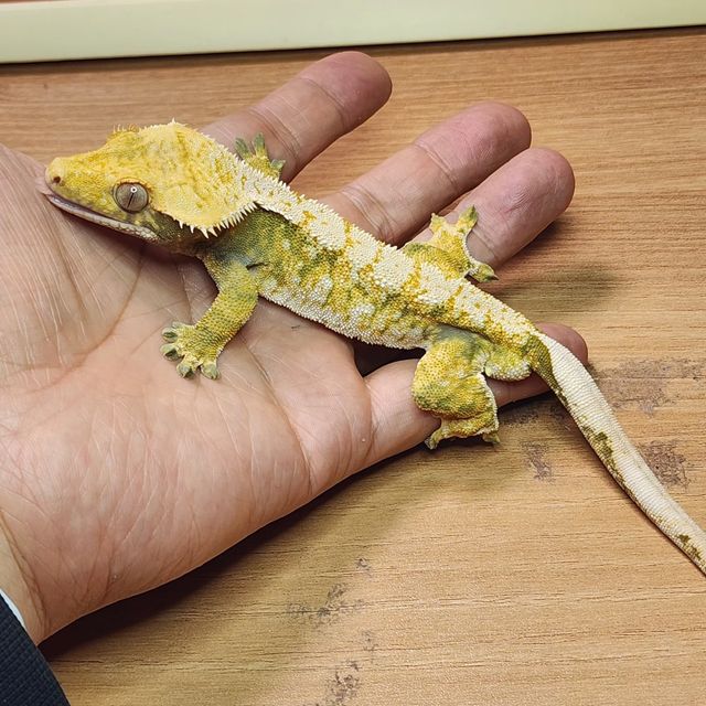 100%헷초초