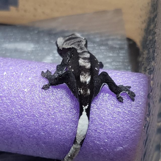 아잔틱