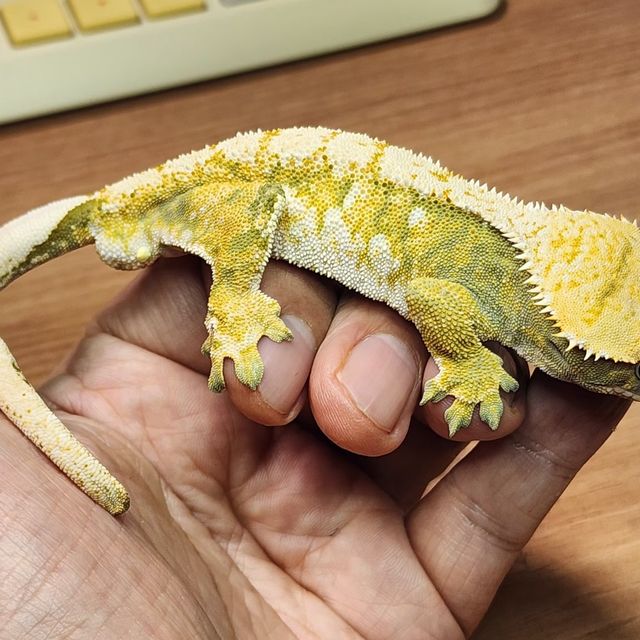 100%헷초초
