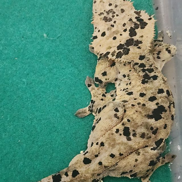 슈퍼달마시안