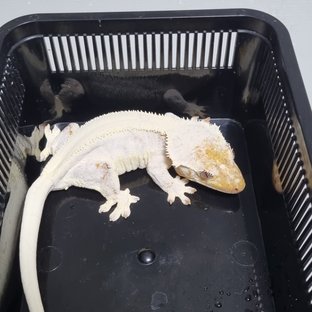 릴리화이트 솔리드백 풀핀 화이트 드리피