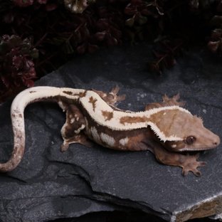 세이블 드리피 쿼드 화이트핀