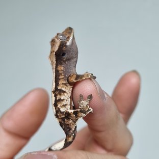 Sable Drippy White Spot