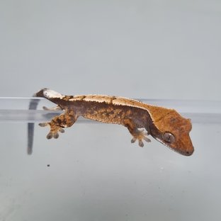 100%헷아잔틱 세이블