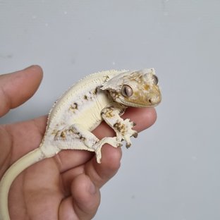 릴리화이트 솔리드백 풀핀 드리피 화이트