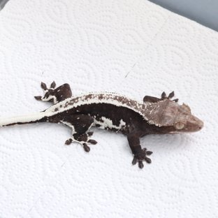 릴잔틱 화이트핀 화이트 블랙 다크