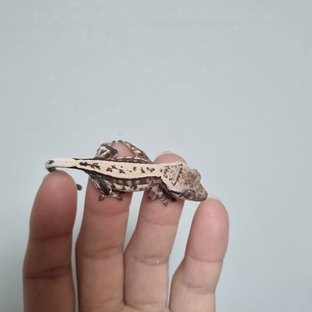 풀핀 쿼드 세이블 드리피 화이트스팟