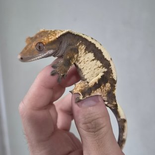 자반 도파민