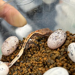 풀핀 쿼드 세이블