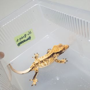 노멀 드리피
