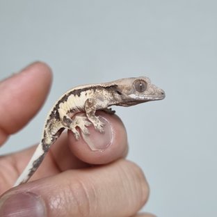 100%헷아잔틱 릴리 세이블