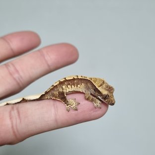 노멀 드리피 화이트스팟