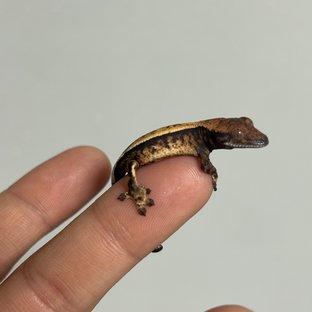 100%헷아잔틱 세이블