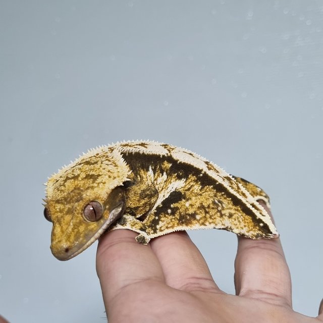 노멀 트라이 익스트림할리퀸 쿼드