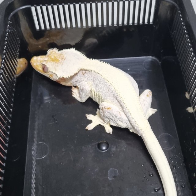 릴리화이트 솔리드백 풀핀 화이트 드리피