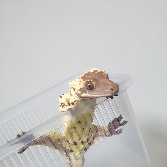 릴리 세이블