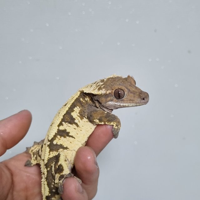 세이블