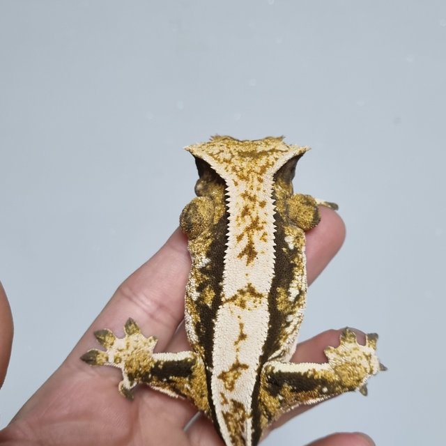 노멀 트라이 익스트림할리퀸 쿼드